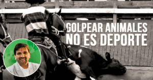 Novillo siendo acorralado por huasos en un rodeo chileno durante Fiestas Patrias.